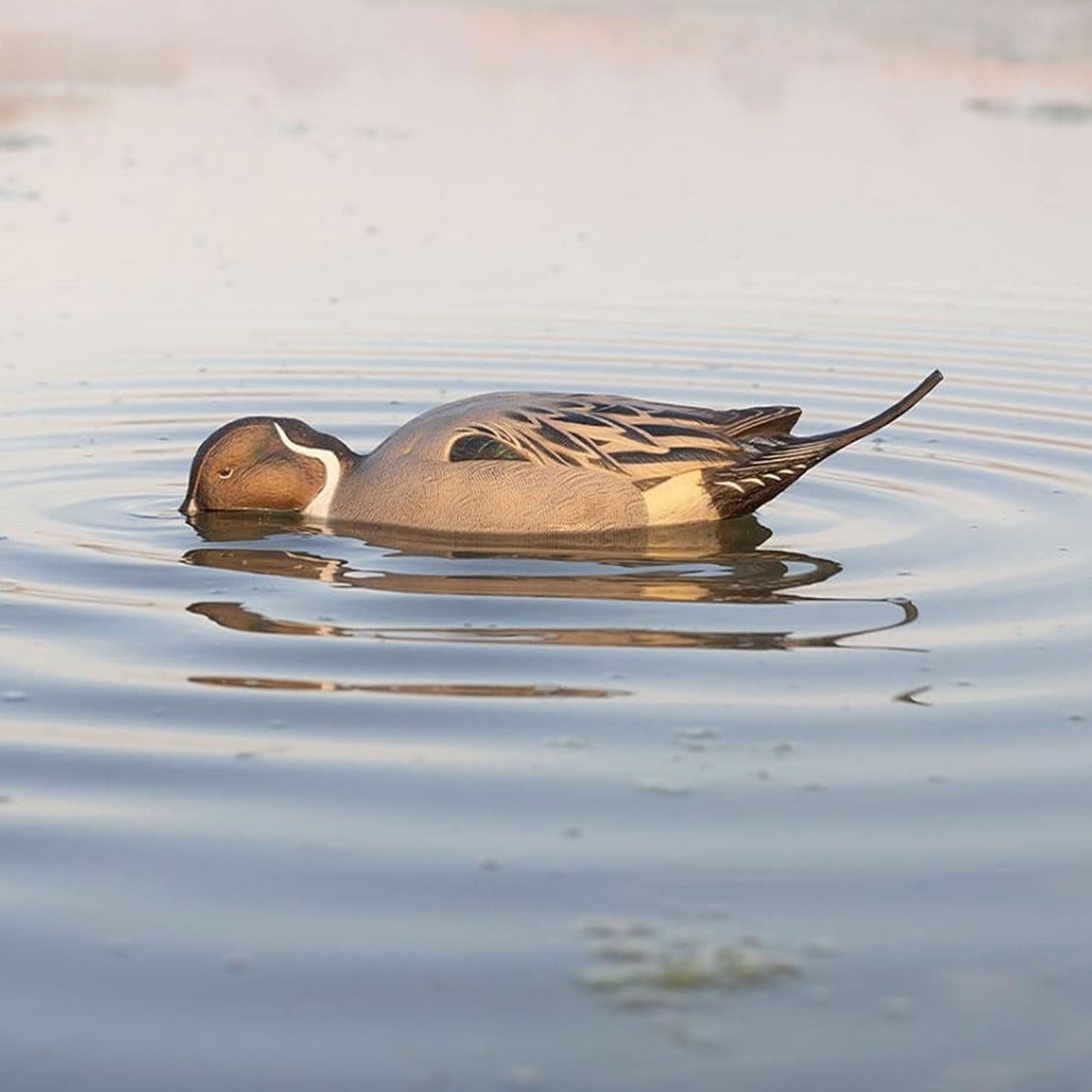 Avian-X Power Shaker Pintail Motion Duck Decoy Floating Surface Feeder, Brown