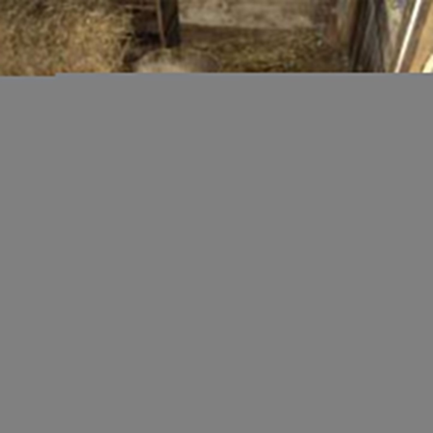 Little Giant 20-Quart Durable Plastic Flat Back Livestock Feed Bucket, Green