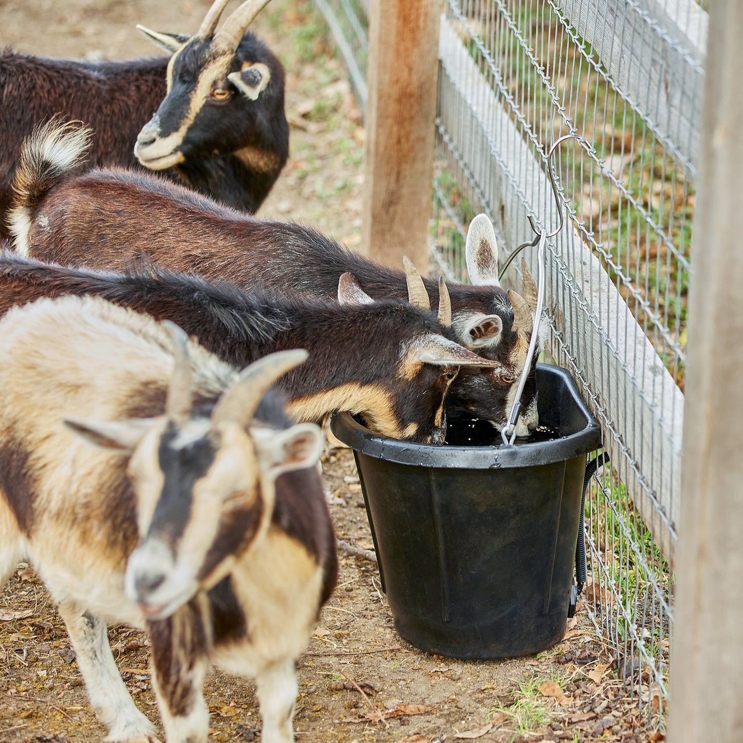 Farm Innovators FB-80R Rubber 3 Gallon Flat Back Heated Bucket, 70 Watt, Black