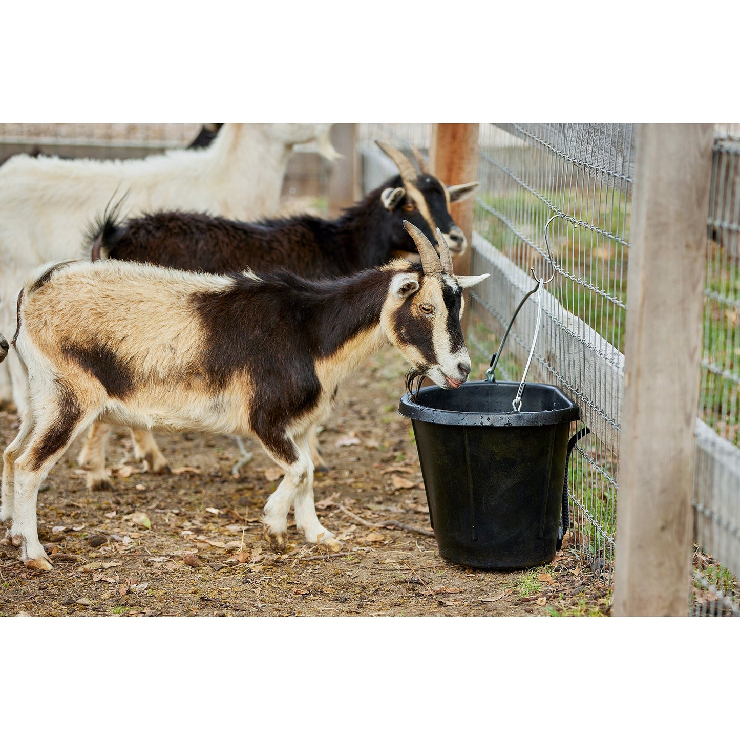 Farm Innovators FB-80R Rubber 3 Gallon Flat Back Heated Bucket, 70 Watt, Black