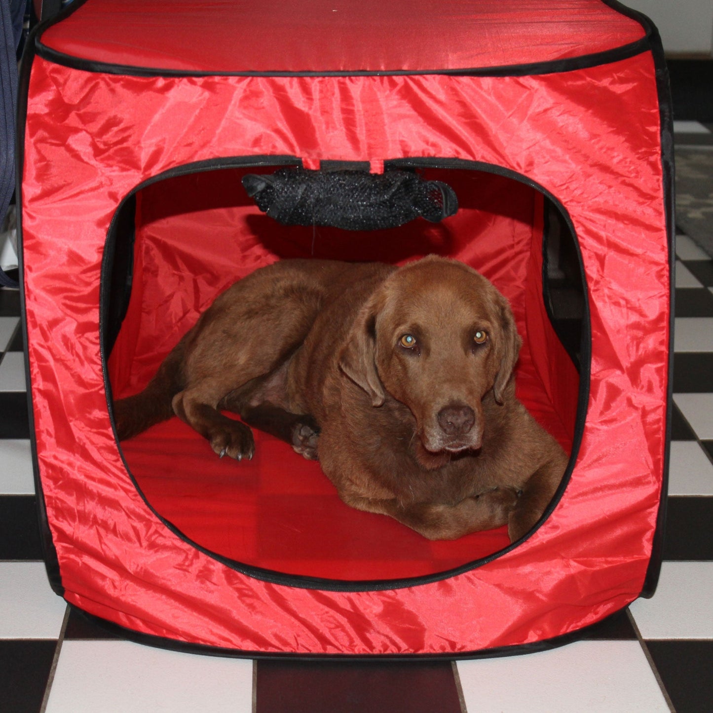 Redmon Pet Partners 41.5 Inch Portable Foldable Pop Up Pet Crate, X-Large, Red