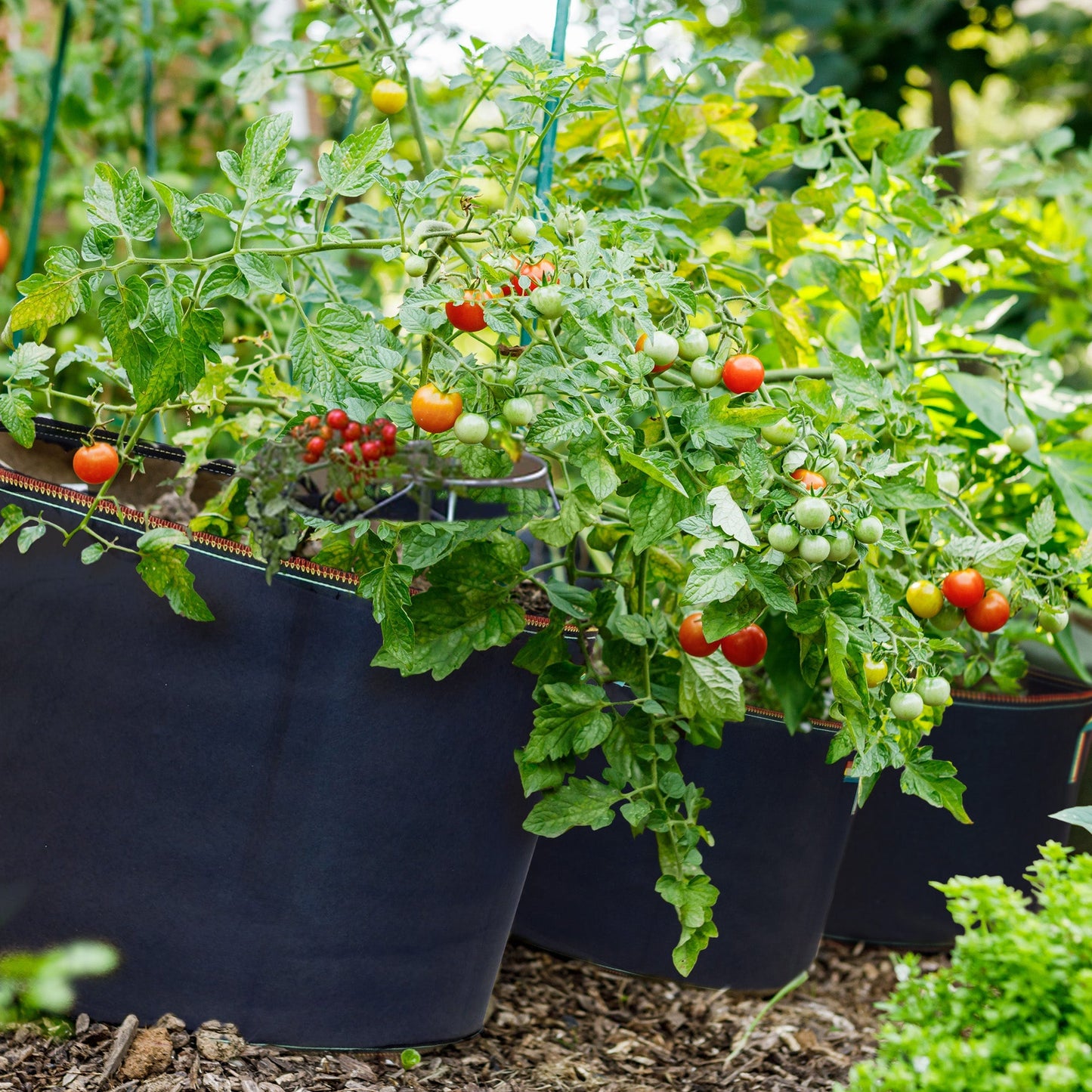 FCMP Outdoor 5 Gal Modern Non Woven Breathable Grow Bags, Multicolor (5 Pack)