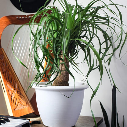 The HC Companies Sevilla Self-Watering Pot with Internal Disk, 12 Inch, White