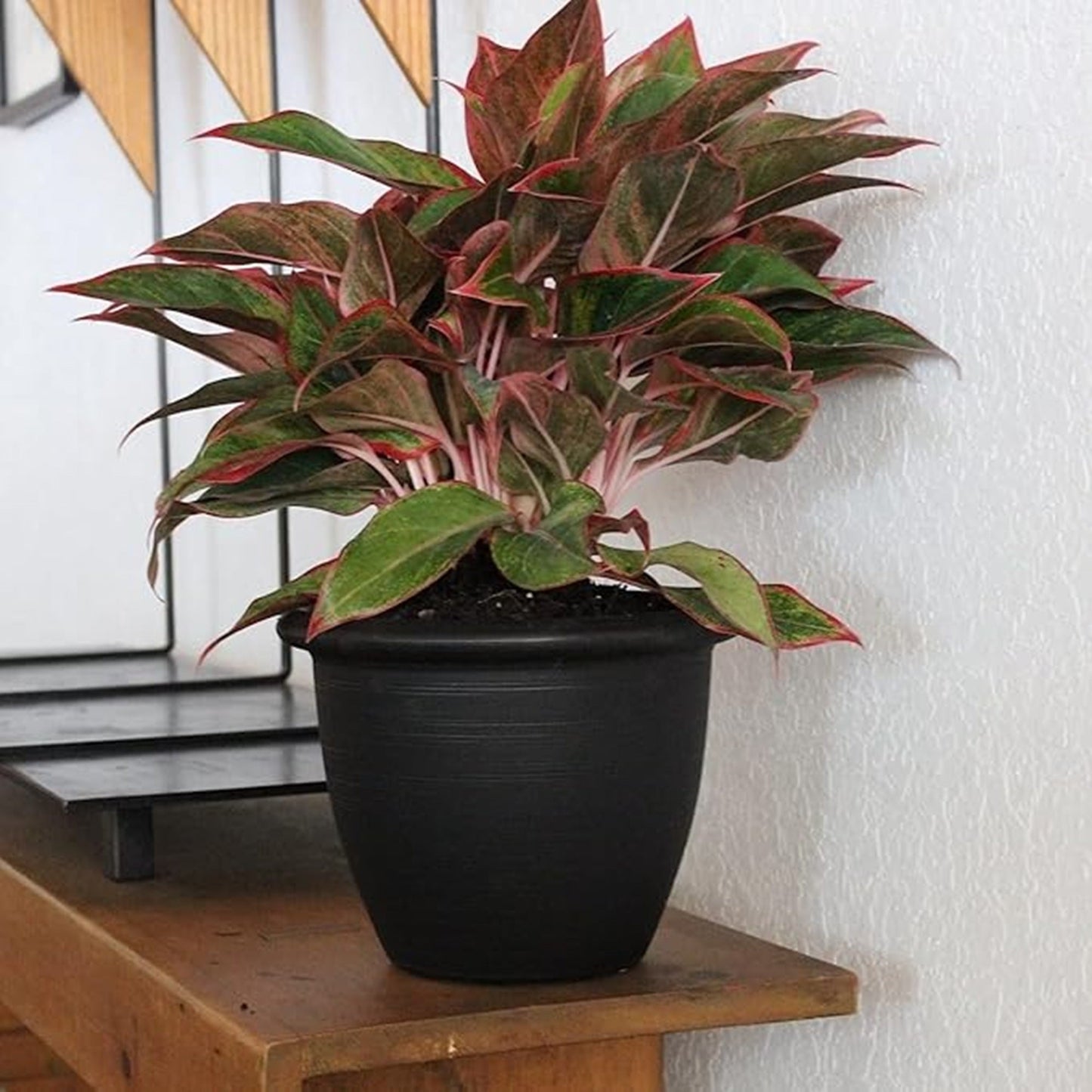 The HC Companies Sevilla Self-Watering Pot with Internal Disk, 12 Inch, Black