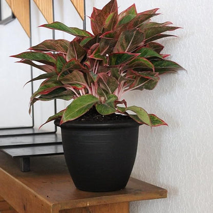 The HC Companies Sevilla Self-Watering Pot with Internal Disk, 12 Inch, Black