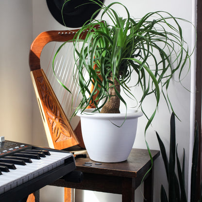 The HC Companies Sevilla Self-Watering Pot with Internal Disk, 16 Inch, White