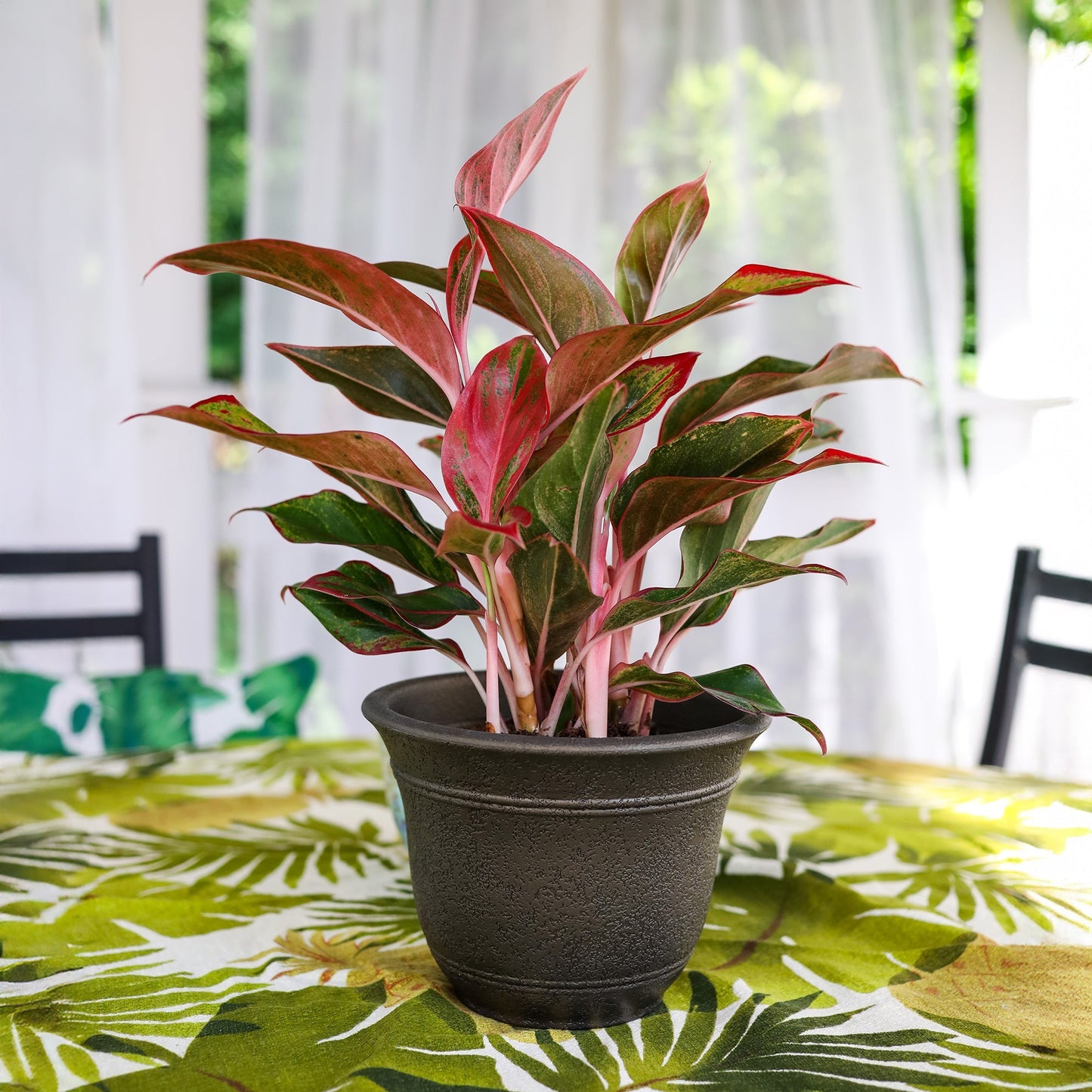 The HC Companies Sierra Self-Watering Pot with Internal Disk, 16", Celtic Bronze