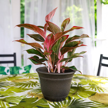 The HC Companies Sierra Self-Watering Pot with Internal Disk, 16", Celtic Bronze