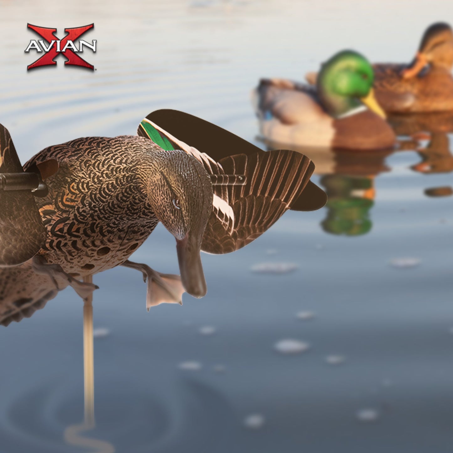 Avian X Powerflight Hen Teal Green Wing Duck Decoy with Wings, Stake & Carry Bag