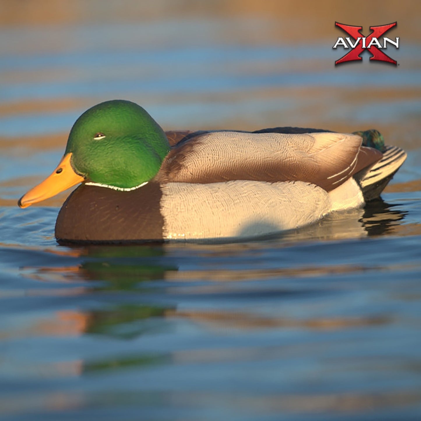 Avian X Power Swimmer Mallard Drake Motion Duck Decoy with 10+ Hour Battery