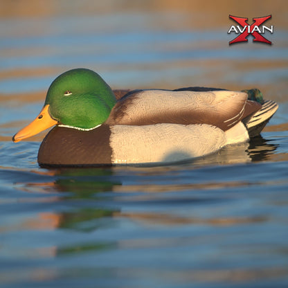 Avian X Power Swimmer Mallard Drake Motion Duck Decoy with 10+ Hour Battery