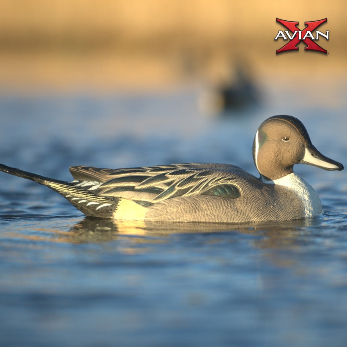 Avian X Power Swimmer Pintail Drake Motion Duck Decoy with 10+ Hour Battery