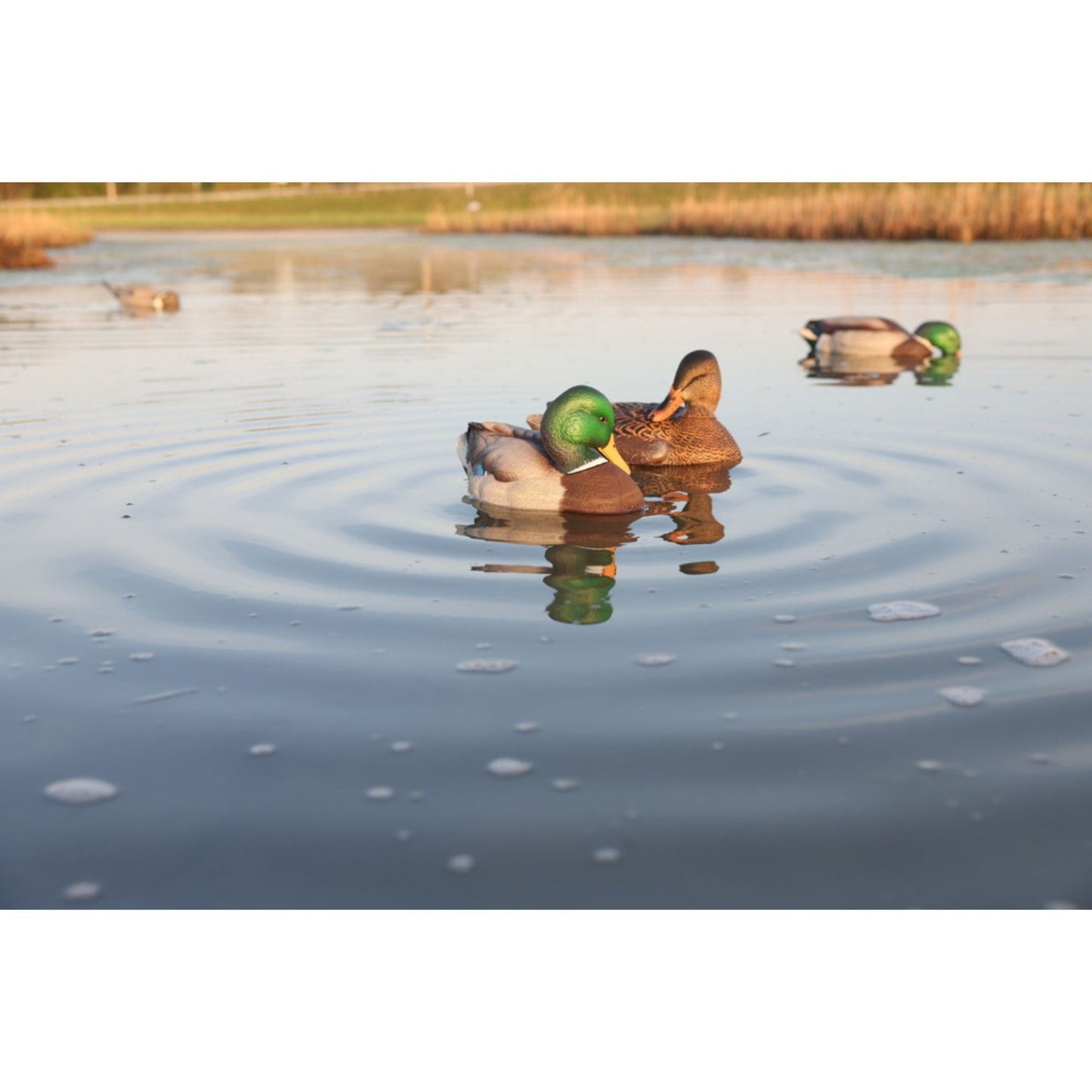 Avian-X Power Shaker Mallard Drake Motion Duck Decoy Floating Surface Feeder