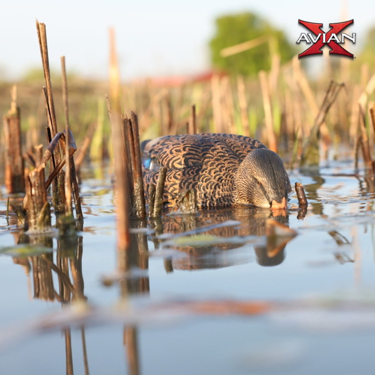 Avian-X Power Shaker Mallard Hen Motion Duck Decoy Floating Surface Feeder