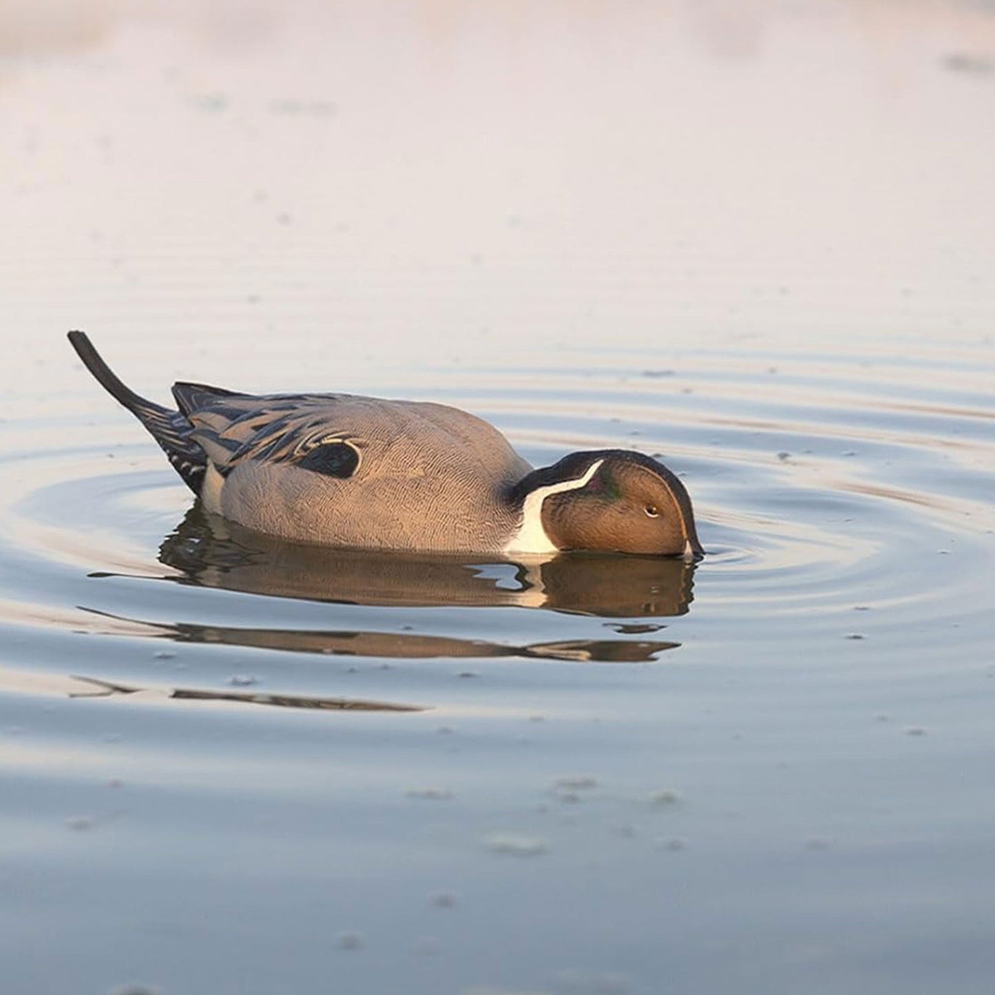 Avian-X Power Shaker Pintail Motion Duck Decoy Floating Surface Feeder, Brown
