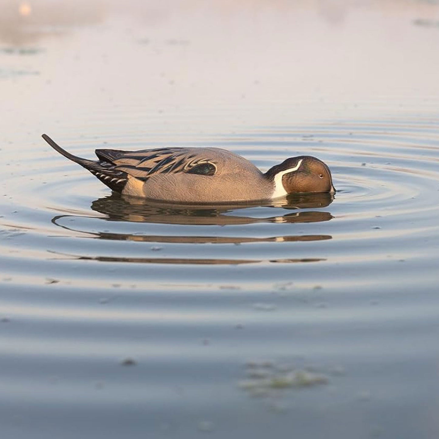 Avian-X Power Shaker Pintail Motion Duck Decoy Floating Surface Feeder, Brown