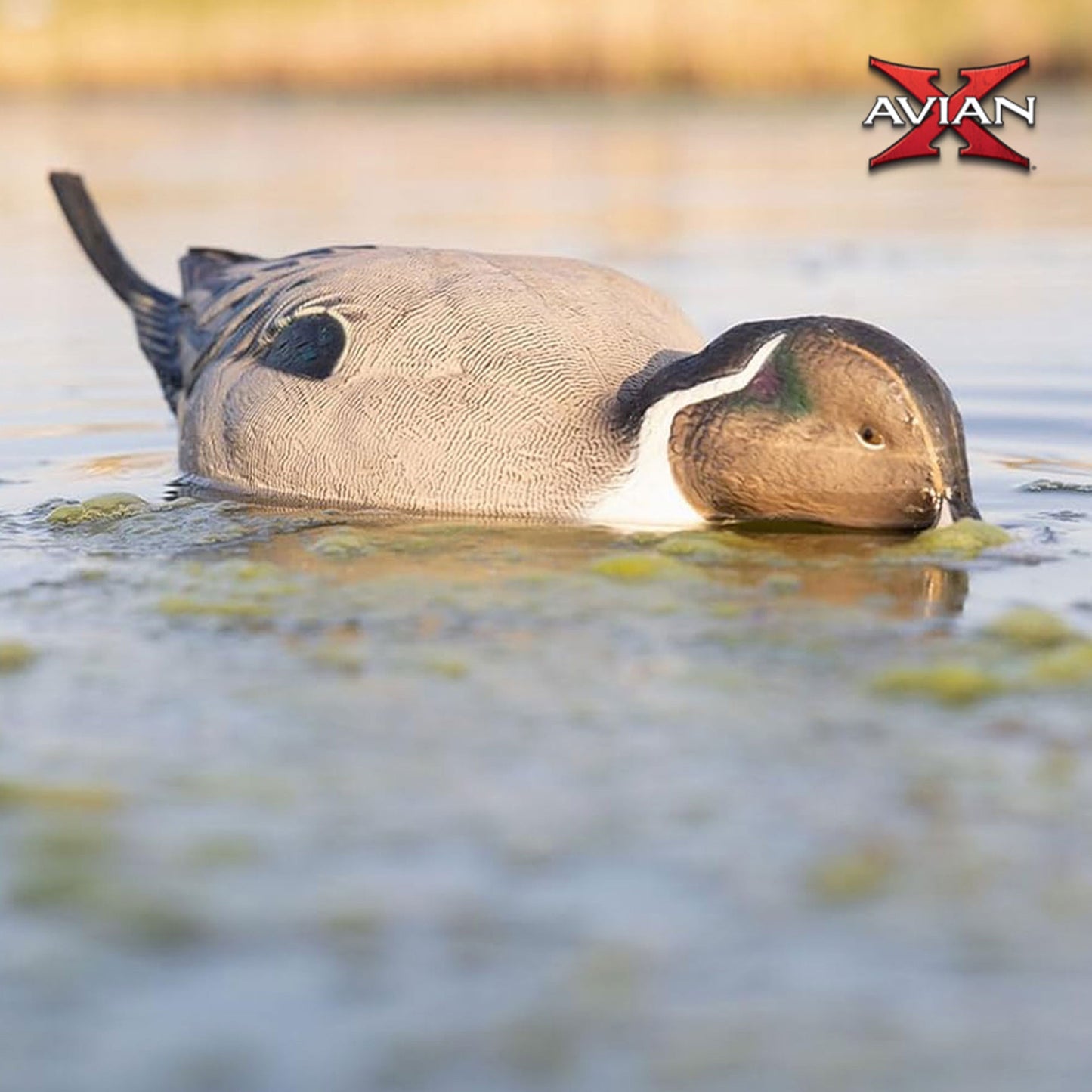 Avian-X Power Shaker Pintail Motion Duck Decoy Floating Surface Feeder, Brown
