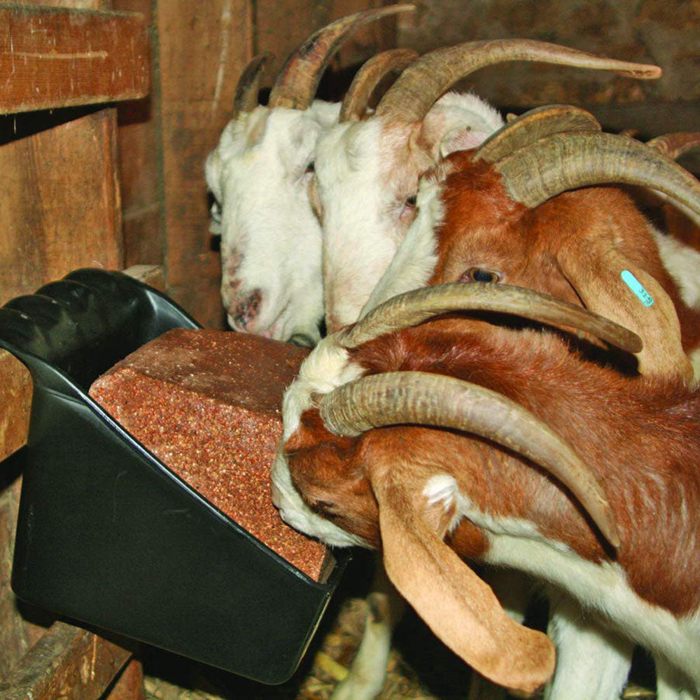 Little Giant 50-Pound Plastic Universal Livestock Block Holder and Feeder