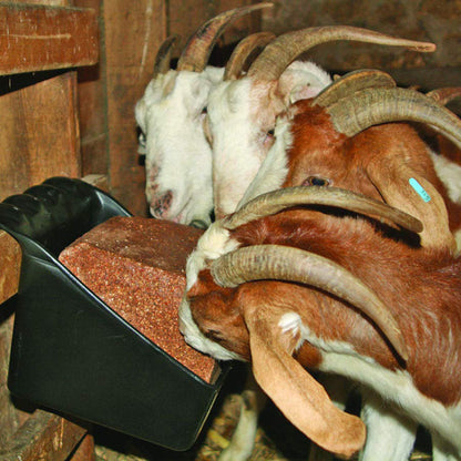 Little Giant 50-Pound Plastic Universal Livestock Block Holder and Feeder