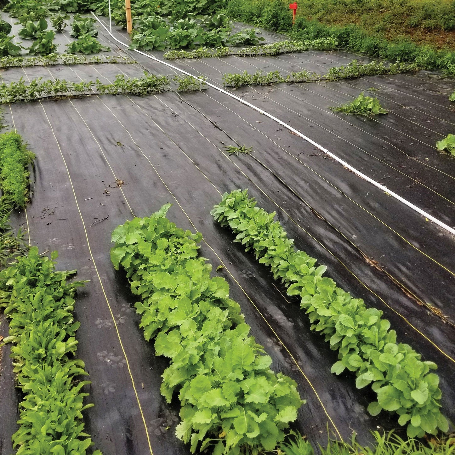 DeWitt Sunbelt 6' Wide Weed Barrier Landscape Fabric Ground Cover, 300' (3 Pack)