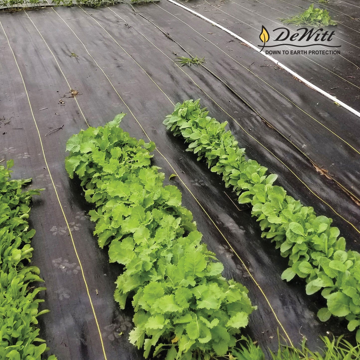 DeWitt Sunbelt 4' Wide Woven Weed Barrier Landscape Fabric, 300 Feet (9 Pack)