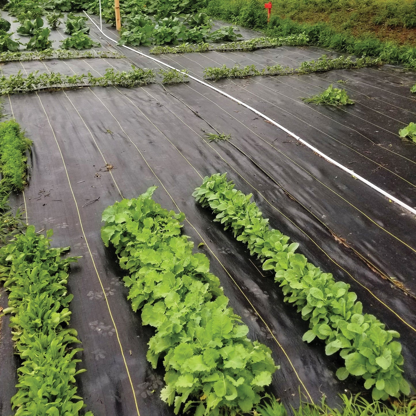 DeWitt Sunbelt 4x300' Woven Weed Barrier Landscape Fabric Ground Cover (24 Pack)