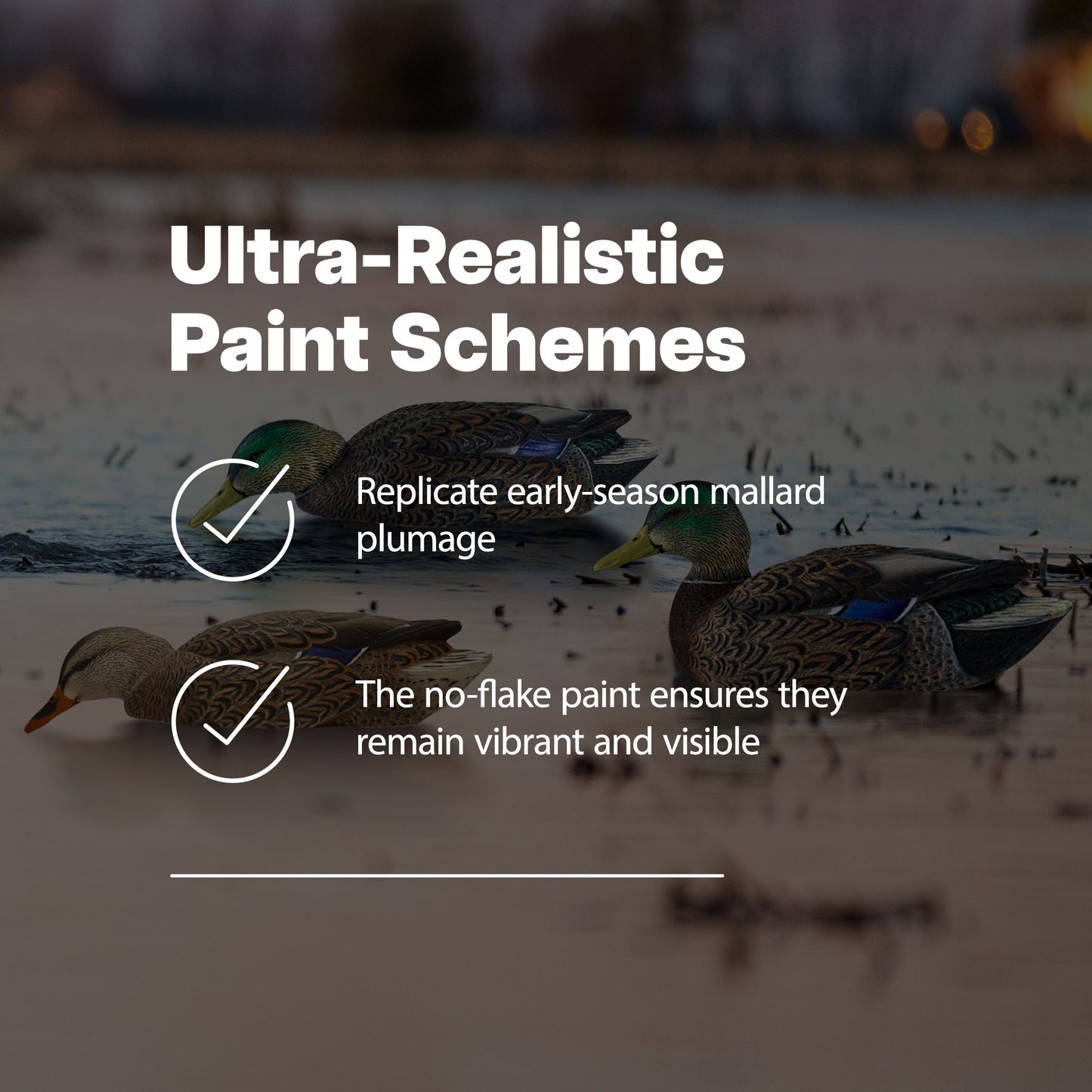 Avian X Topflight Early Season Mallard Duck Realistic Decoys, Multicolor, 6 Pack