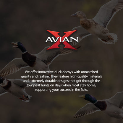 Avian X Topflight Early Season Mallard Duck Realistic Decoys, Multicolor, 6 Pack