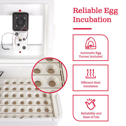 Little Giant 11300 Deluxe Digital Incubator w/ Fan Automatic Egg Turner (2 Pack)