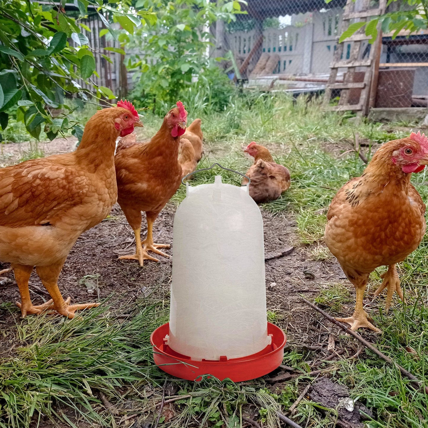 API HPW33 3 Gallon Heated Poultry Chicken Waterer Drinking Water Tank Trough