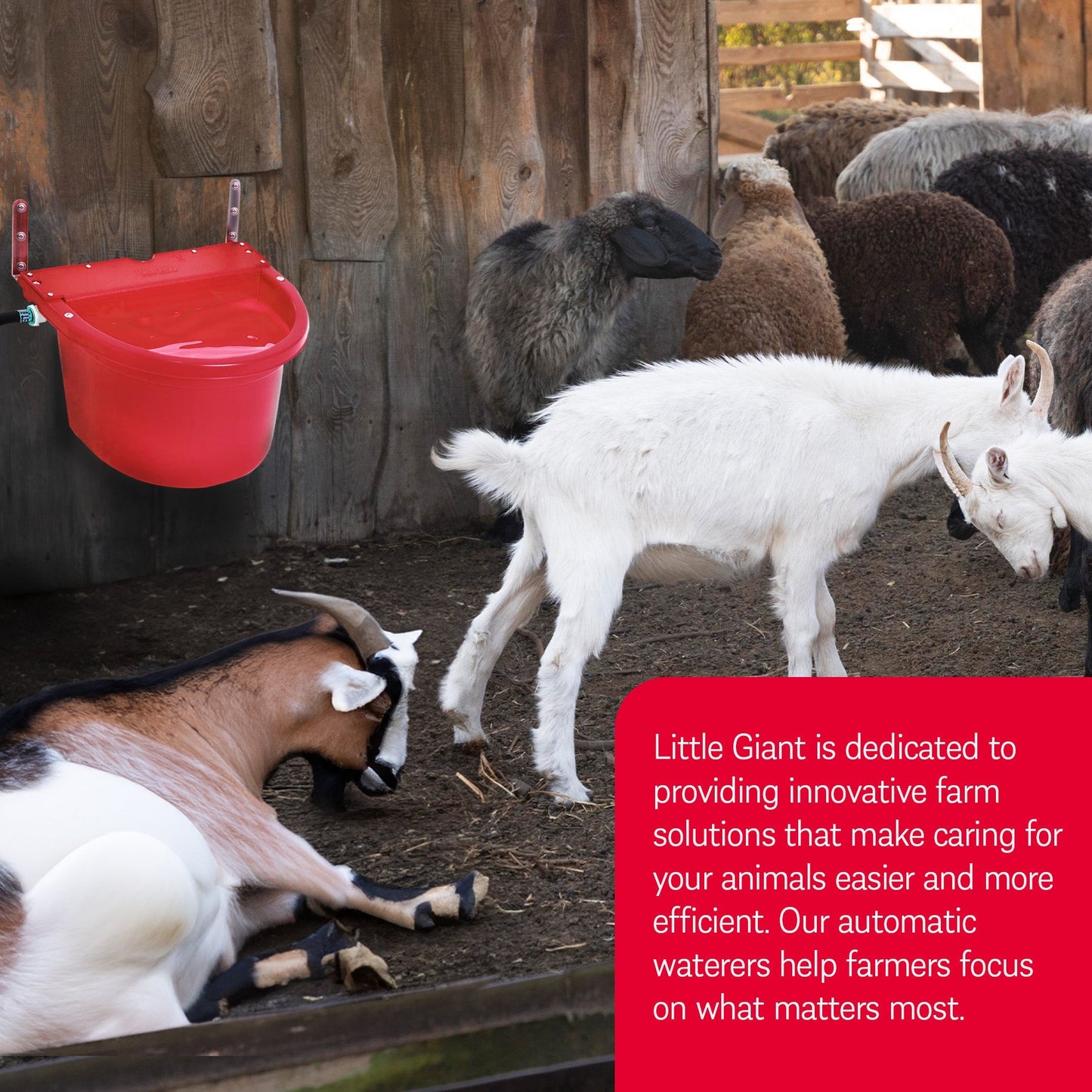 Little Giant FW16RED 4 Gal. Auto Float Controlled Waterer Livestock Water Trough