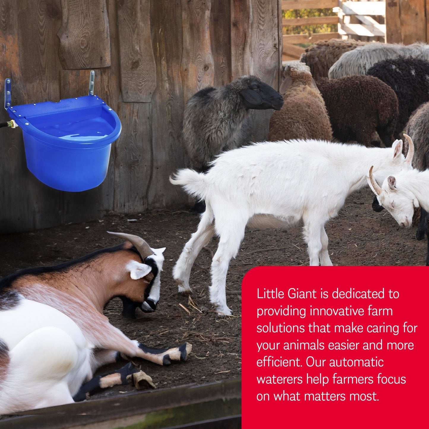 Little Giant 4 Gal Auto Float Controlled Waterer Livestock Water Trough (3 Pack)