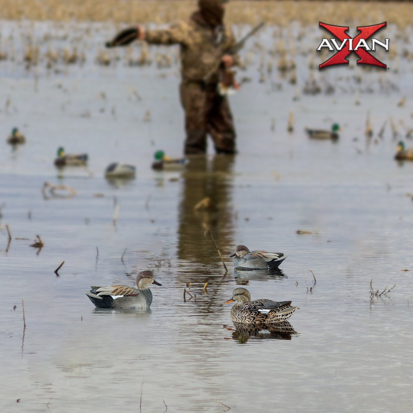 Avian X Topflight Gadwall Decoys Realistic Gray Ducks, Set of 6, Multicolor