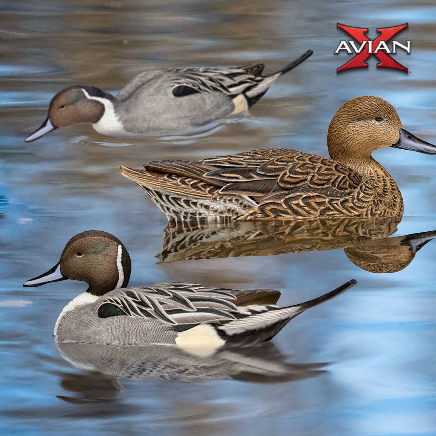 Avian X Topflight Pintails, Realistic Floating Decoys, Set of 6, Multicolor